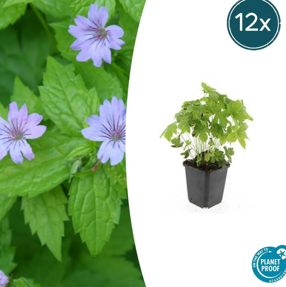 LA GREEN TOUCH - Géranium noueux x40 – entre 2,5 et 3,33m2