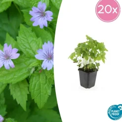 LA GREEN TOUCH - Géranium noueux x40 – entre 2,5 et 3,33m2