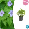 LA GREEN TOUCH - Géranium noueux x20 – entre 1,25 et 1,67m2