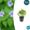 LA GREEN TOUCH - Géranium noueux x12 – entre 0,75 et 1m2