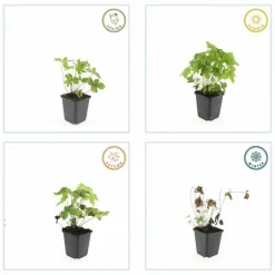 LA GREEN TOUCH - Géranium noueux x12 – entre 0,75 et 1m2