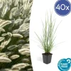 LA GREEN TOUCH - Géranium rhizomateux ingwersen x 6