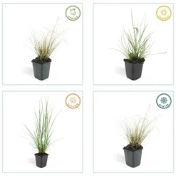LA GREEN TOUCH - Géranium rhizomateux ingwersen x 6