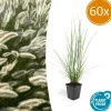 LA GREEN TOUCH - Géranium rhizomateux ingwersen x 12