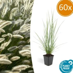 LA GREEN TOUCH - Géranium rhizomateux ingwersen x 12