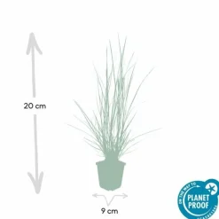LA GREEN TOUCH - Géranium rhizomateux ingwersen x 12
