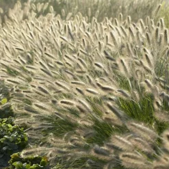 LA GREEN TOUCH - Géranium rhizomateux ingwersen x 12