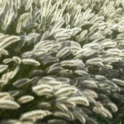 LA GREEN TOUCH - Géranium rhizomateux ingwersen x 12