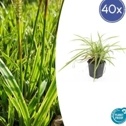 LA GREEN TOUCH - Géranium sanguin 'album' x40 – entre 2,5 et 3,33m2