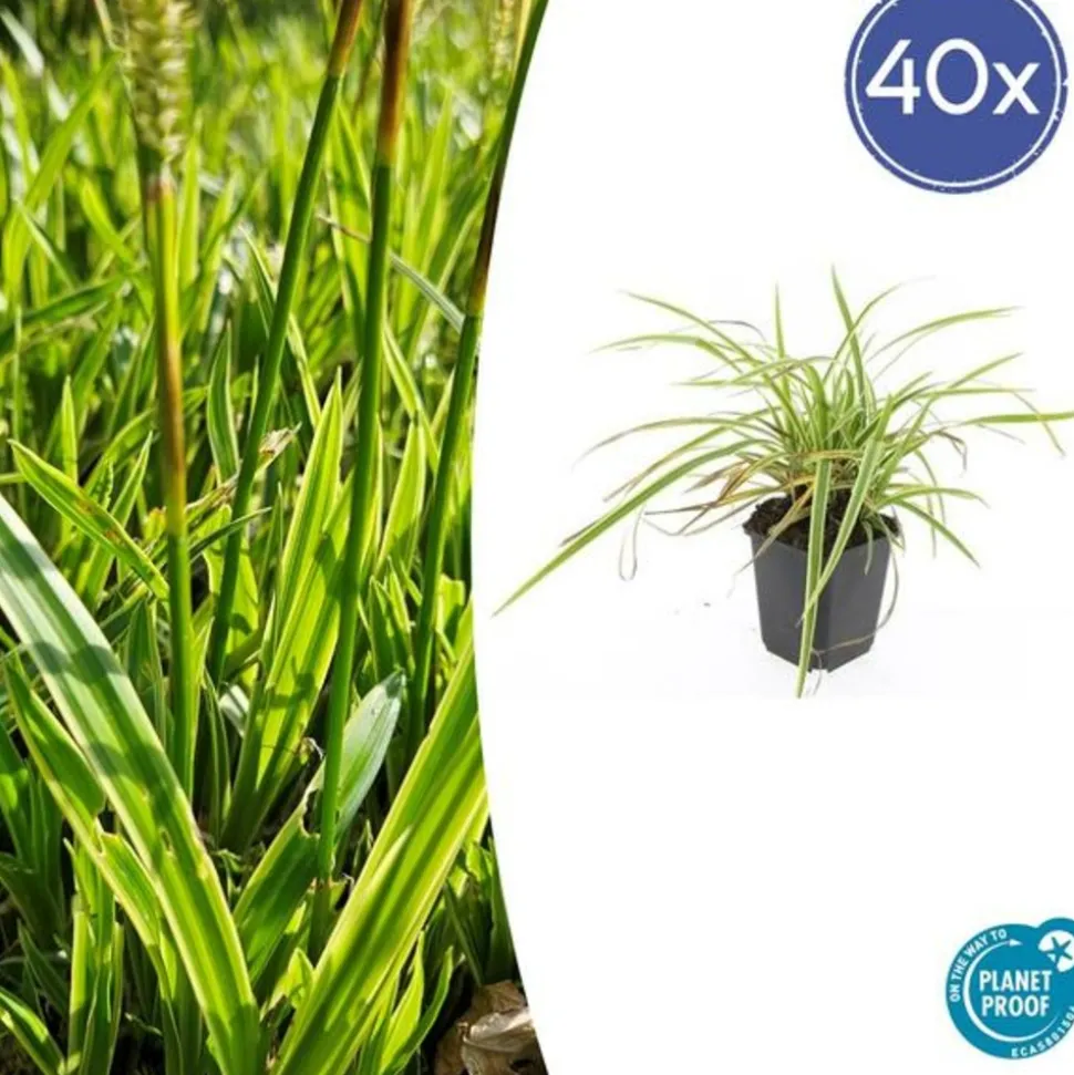 LA GREEN TOUCH - Géranium sanguin 'album' x40 – entre 2,5 et 3,33m2