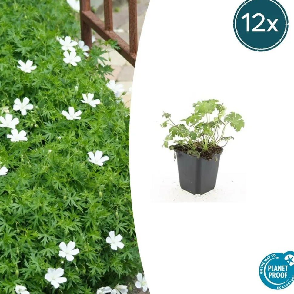 LA GREEN TOUCH - Géranium sanguin 'album' x40 – entre 2,5 et 3,33m2