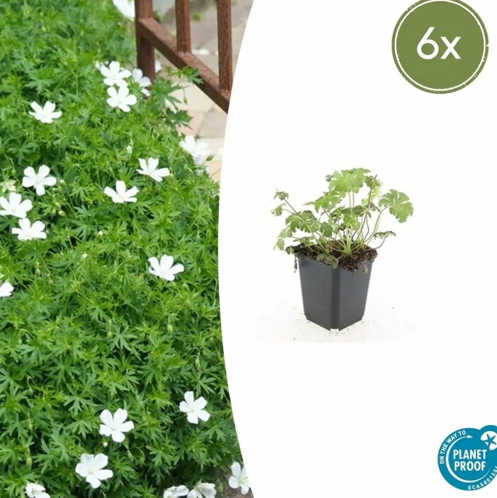 LA GREEN TOUCH - Géranium sanguin 'album' x6 – entre 0,38 et 0,5m2