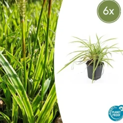 LA GREEN TOUCH - Géranium sanguin 'album' x6 – entre 0,38 et 0,5m2