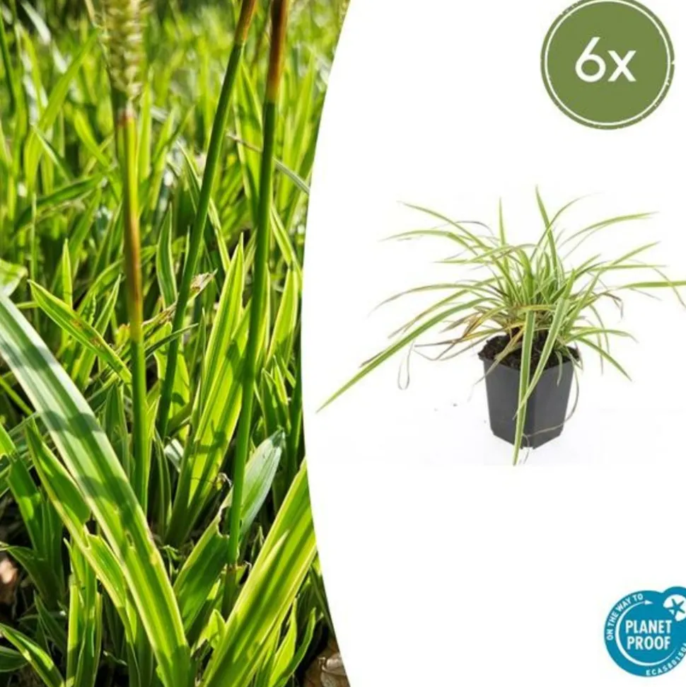 LA GREEN TOUCH - Géranium sanguin 'album' x6 – entre 0,38 et 0,5m2