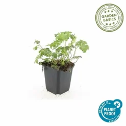 LA GREEN TOUCH - Géranium sanguin 'album' x6 – entre 0,38 et 0,5m2