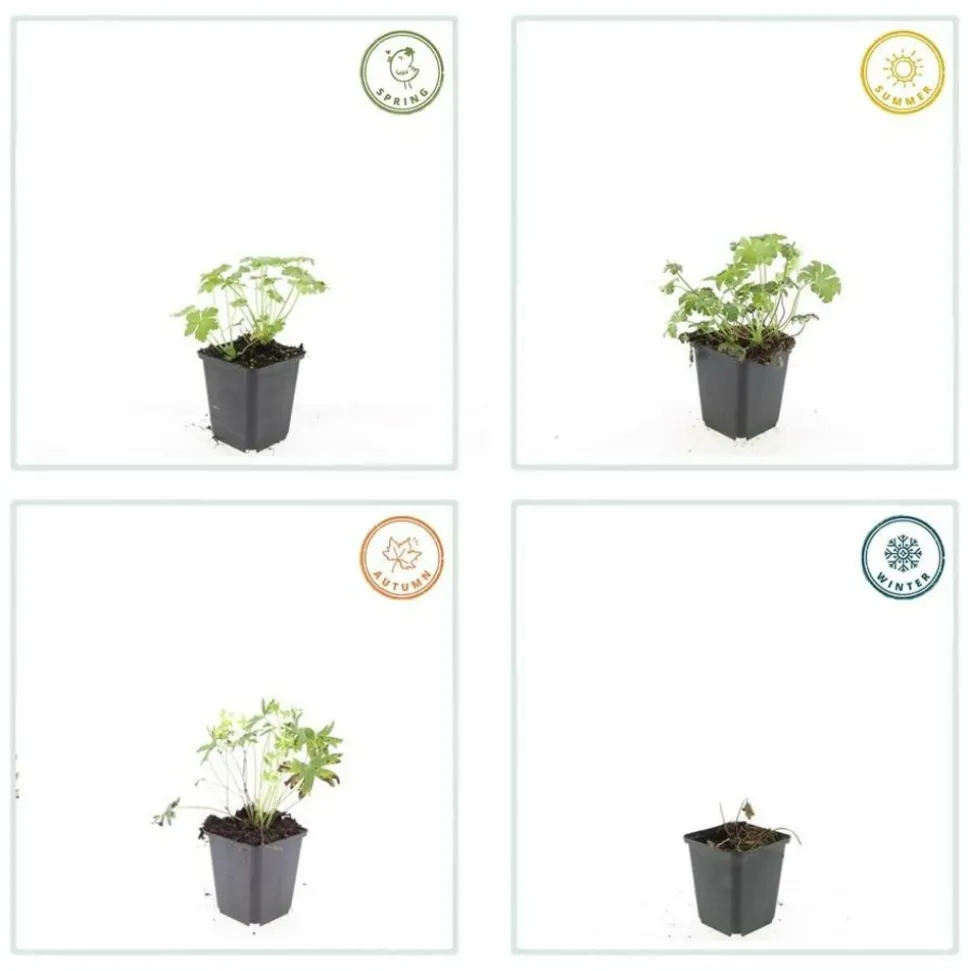 LA GREEN TOUCH - Géranium sanguin 'album' x6 – entre 0,38 et 0,5m2