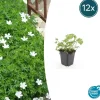 LA GREEN TOUCH - Géranium sanguin 'album' x12 – entre 0,75 et 1m2