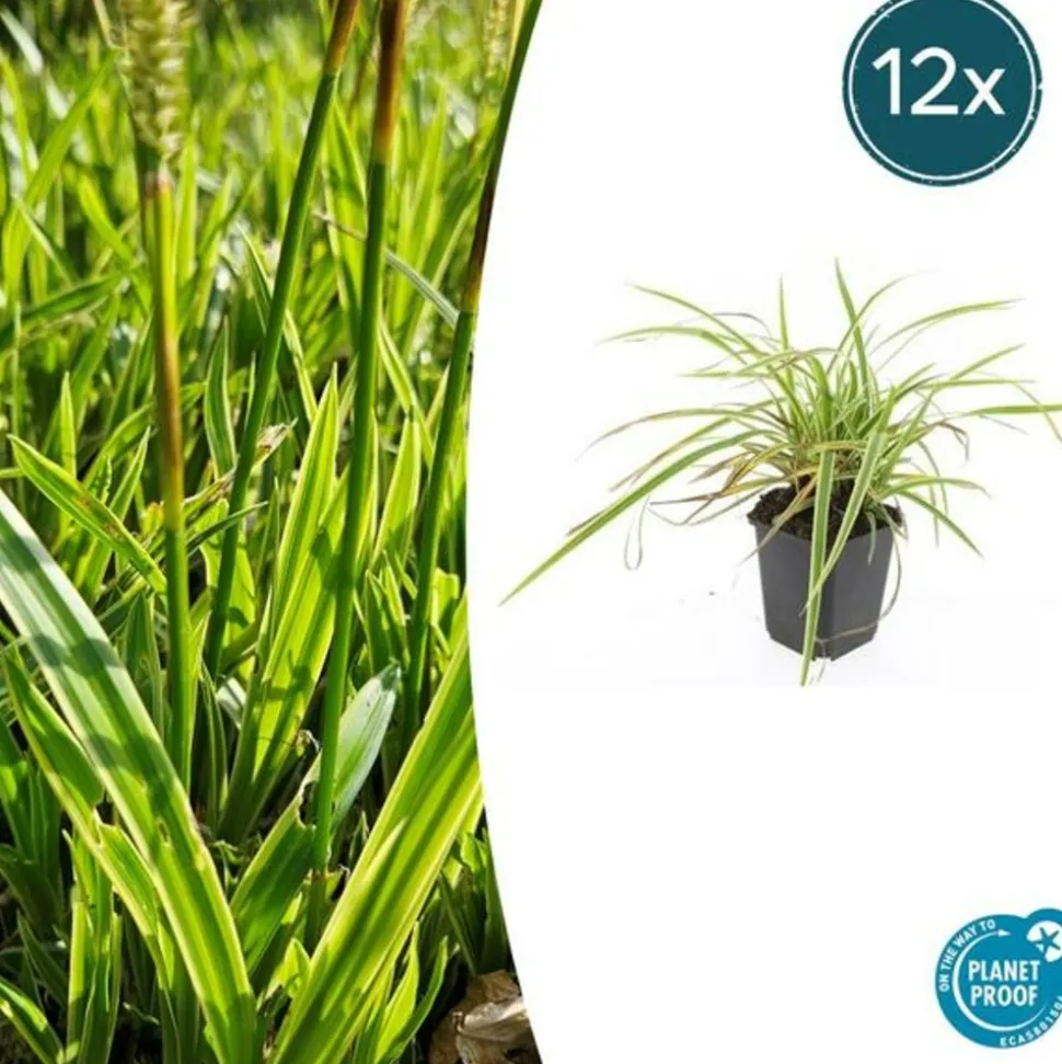 LA GREEN TOUCH - Géranium sanguin 'album' x12 – entre 0,75 et 1m2