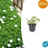 LA GREEN TOUCH - Géranium sanguin 'album' x60 – entre 3,75 et 5m2