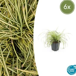 LA GREEN TOUCH - Géranium sanguin 'album' x60 – entre 3,75 et 5m2