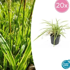 LA GREEN TOUCH - Géranium sanguin 'album' x20 – entre 1,25 et 1,67m2