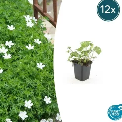 LA GREEN TOUCH - Géranium sanguin 'album' x20 – entre 1,25 et 1,67m2