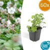 LA GREEN TOUCH - Géranium vivace 'biokovo' x60 – entre 3,75 et 5m2