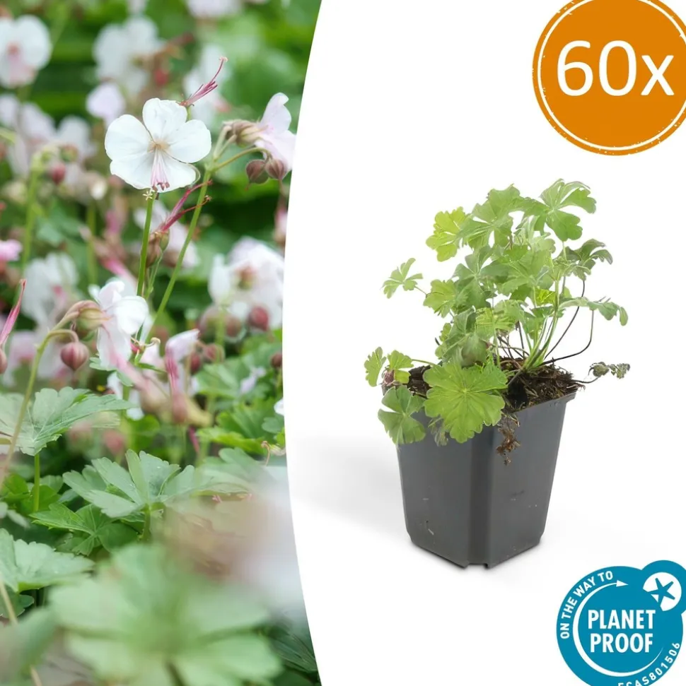 LA GREEN TOUCH - Géranium vivace 'biokovo' x60 – entre 3,75 et 5m2