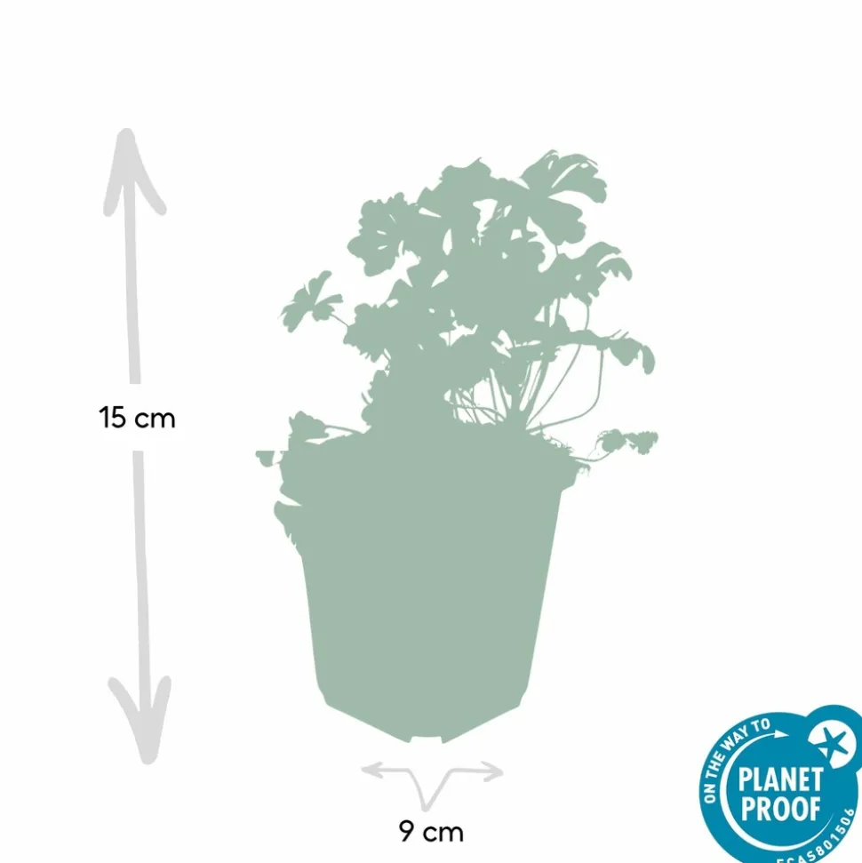LA GREEN TOUCH - Géranium vivace 'biokovo' x60 – entre 3,75 et 5m2