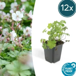 LA GREEN TOUCH - Géranium vivace 'biokovo' x60 – entre 3,75 et 5m2