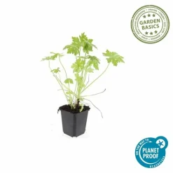 LA GREEN TOUCH - Géranium vivace macrorrhizum x60 – entre 3,75 et 5m2