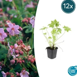 LA GREEN TOUCH - Géranium vivace macrorrhizum x60 – entre 3,75 et 5m2