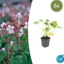 LA GREEN TOUCH - Géranium vivace 'spessart' x6 – entre 0,38 et 0,5m2