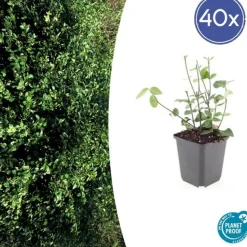 LA GREEN TOUCH - Géranium vivace 'spessart' x6 – entre 0,38 et 0,5m2