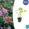 LA GREEN TOUCH - Géranium vivace macrorrhizum x40 – entre 2,5 et 3,33m2