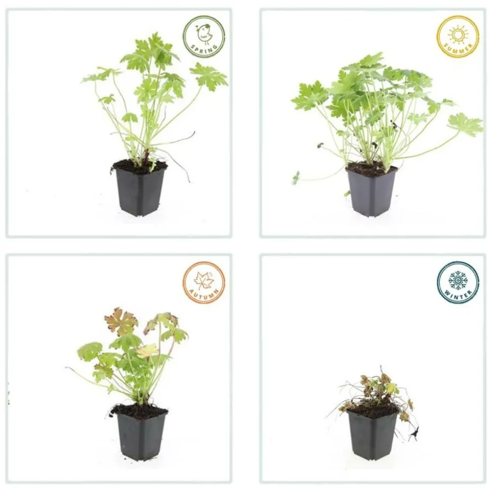 LA GREEN TOUCH - Géranium vivace macrorrhizum x40 – entre 2,5 et 3,33m2