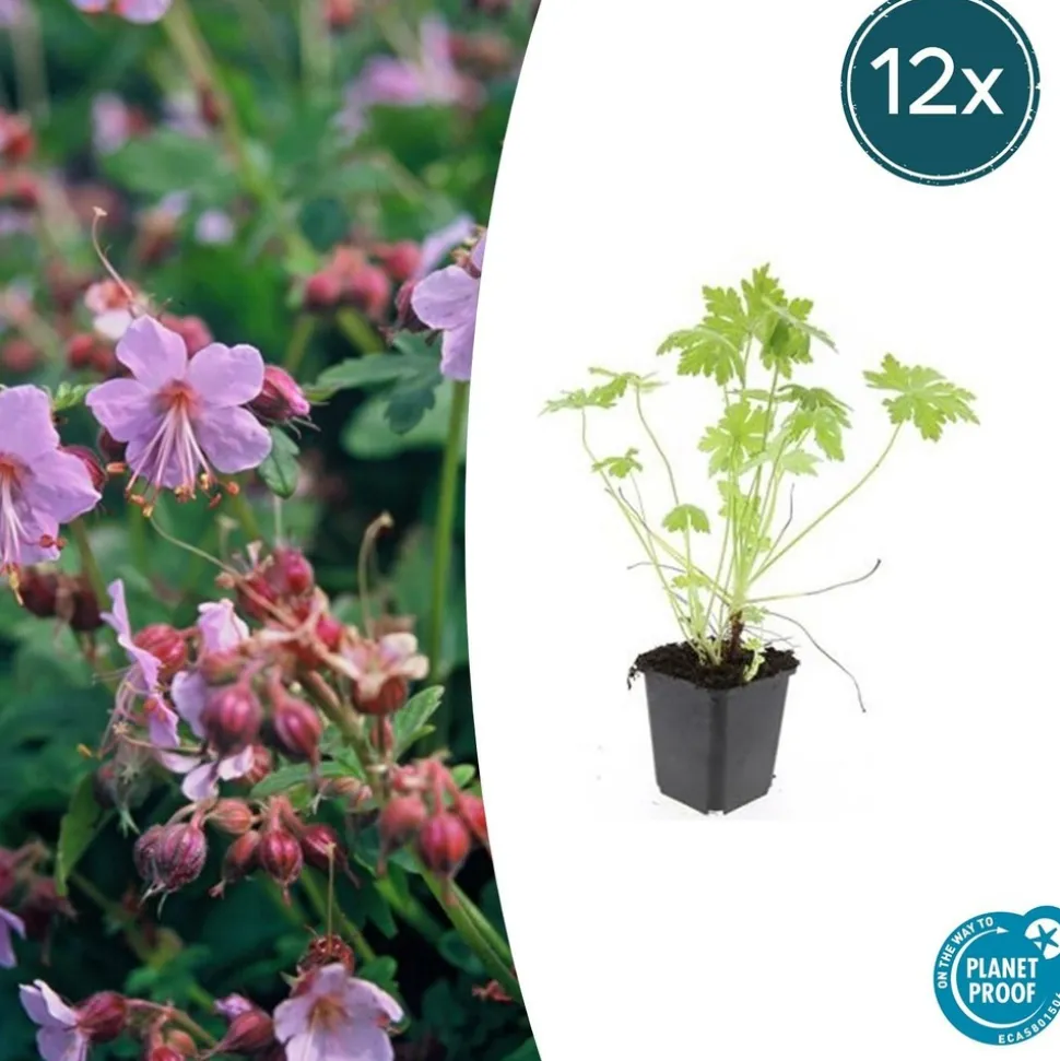 LA GREEN TOUCH - Géranium vivace macrorrhizum x40 – entre 2,5 et 3,33m2