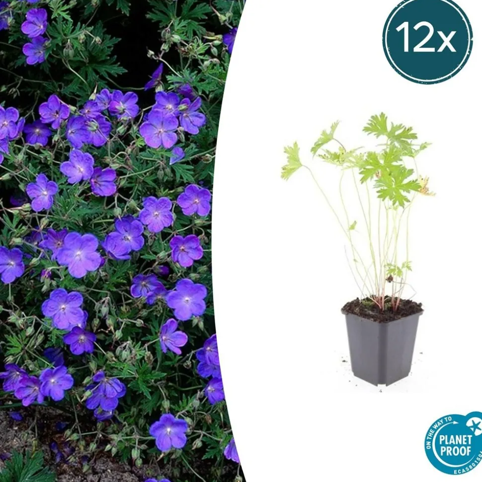 LA GREEN TOUCH - Géranium vivace 'johnson's blue' x12 – entre 0,75 et 1m2