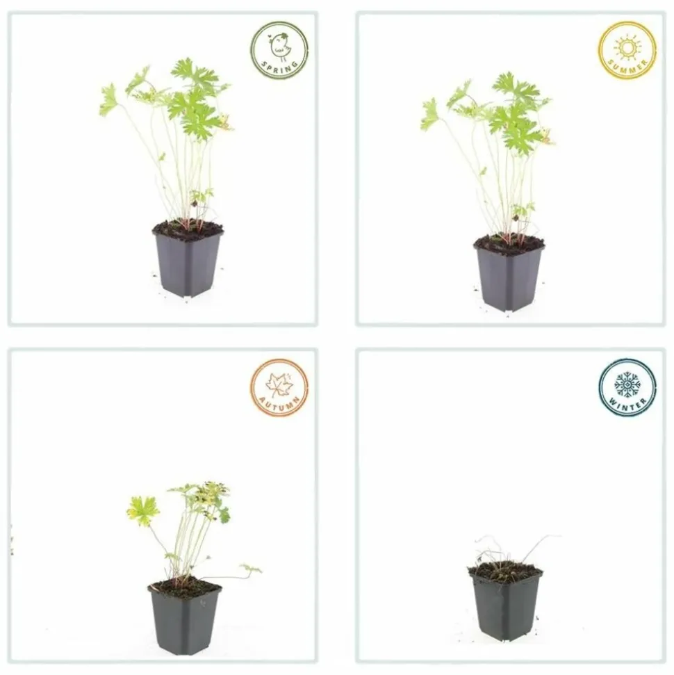 LA GREEN TOUCH - Géranium vivace 'johnson's blue' x12 – entre 0,75 et 1m2