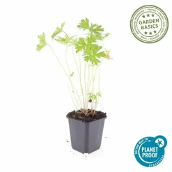 LA GREEN TOUCH - Géranium vivace 'johnson's blue' x12 – entre 0,75 et 1m2