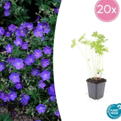 LA GREEN TOUCH - Géranium vivace 'johnson's blue' x60 – entre 3,75 et 5m2