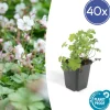 LA GREEN TOUCH - Géranium vivace 'biokovo' x40 – entre 2,5 et 3,33m2