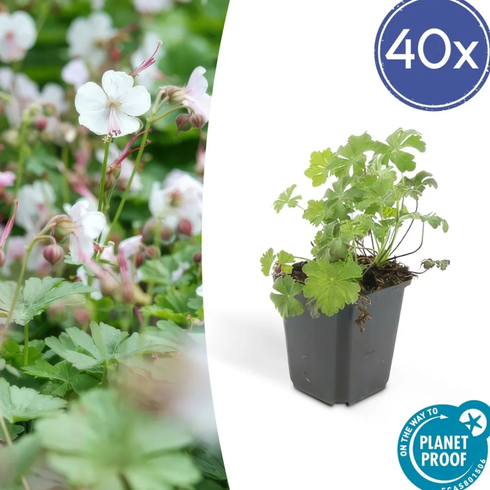 LA GREEN TOUCH - Géranium vivace 'biokovo' x40 – entre 2,5 et 3,33m2