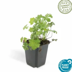LA GREEN TOUCH - Géranium vivace 'biokovo' x40 – entre 2,5 et 3,33m2