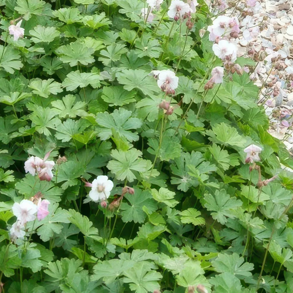 LA GREEN TOUCH - Géranium vivace 'biokovo' x40 – entre 2,5 et 3,33m2