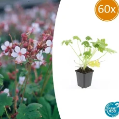LA GREEN TOUCH - Géranium vivace 'spessart' x60 – entre 3,75 et 5m2