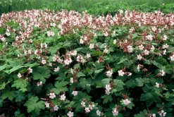 LA GREEN TOUCH - Géranium vivace 'spessart' x60 – entre 3,75 et 5m2
