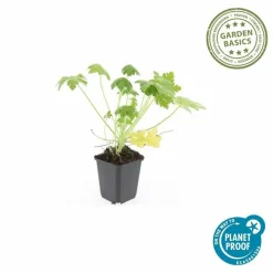 LA GREEN TOUCH - Géranium vivace 'spessart' x60 – entre 3,75 et 5m2