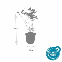 LA GREEN TOUCH - Géranium vivace 'johnson's blue' x20 – entre 1,25 et 1,67m2