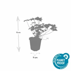 LA GREEN TOUCH - Géranium vivace 'czakor' x6 – entre 0,38 et 0,5m2